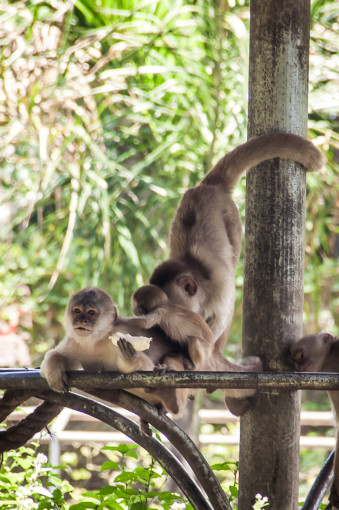 Monkeys Playing Around